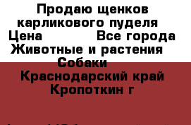Продаю щенков карликового пуделя › Цена ­ 2 000 - Все города Животные и растения » Собаки   . Краснодарский край,Кропоткин г.